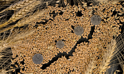 Ukrainian hryvnia coins on wheat grains and economic growth graph on a black background. Harvest wheat concept.
