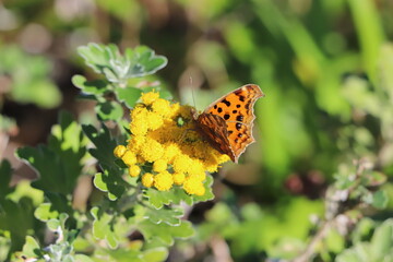 初夏の日本の公園に咲くイソギクの黄色い花の蜜を吸うキタテハ蝶