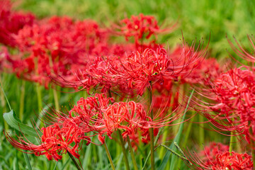 Red spider lily - Lycoris radiata - is bloom in rural area in Fukuoka.