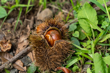 Chestnuts are falling on the ground in mountain, JAPAN.