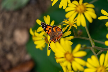 Painted Lady is sucking the nectar of Green leopard plant’s flower in JAPAN.