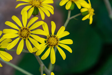 Flowers of Green leopard plant are bloom in Fukuoka city, JAPAN.