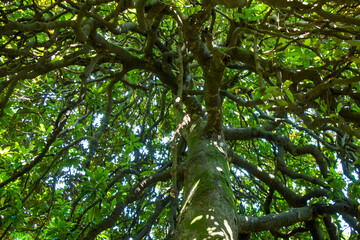 pine tree bark and body background, close-up, beautiful tree