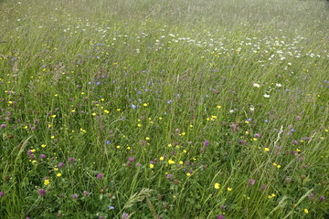 Colourful meadow with beautiful flowers in northern Palatinate landscape, sunny spring day (horizontal), Mettweiler, Baumholder, RLP, Germany