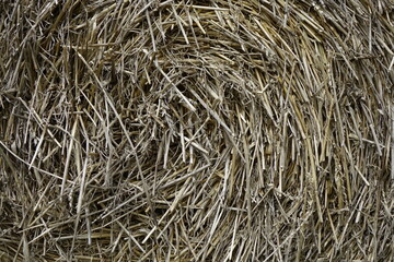 Close up: Rolled hay bale, concept: agriculture (horizontal), Mettweiler, Baumholder, RLP, Germany