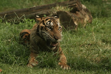tiger in the zoo
