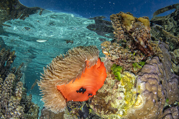 coral reef underwater in french polynesia tahaa