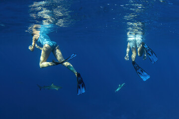 swimming with sharks underwater in french polynesia