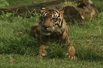tiger in the grass