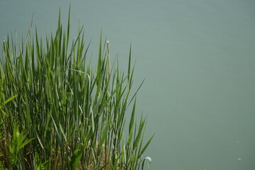 Obraz na płótnie Canvas Green phragmites grass at the shore of Stichkanal Hildesheim (side channel of Mittelland Canal), sunny spring day (horizontal), Hildesheim, Lower Saxony, Germany