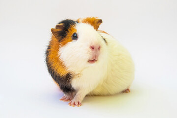 Cute guinea pig isolated on white background