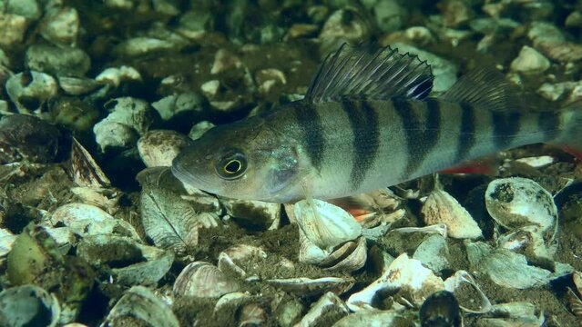 Fish Barsch or European perch (Perca fluviatilis) lies on the bottom covered with Zebra Mussel shells, then leaves the frame, close-up.