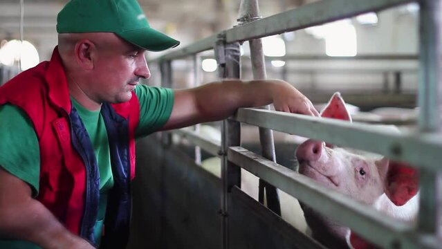 Farmer Taking Care Of His Animals At A Pig Farm - Animal Health And Welfare. The quality of human-animal interactions can have a profound impact on the productivity and welfare of farm animals. 