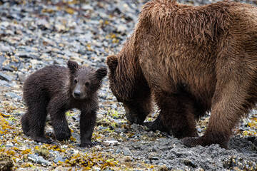 Grizzlymutter  mit Kind - zwei Grizzlybären an einem Strand von Katmai, Alaska