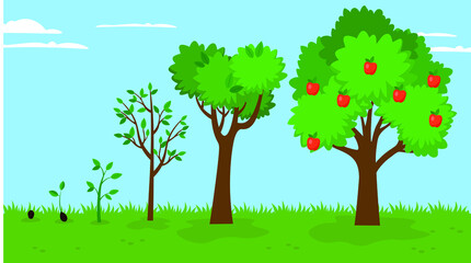 Apple tree growth stages, illustration