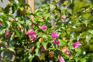 bougainvillea rosea in the botanical garden in batumi