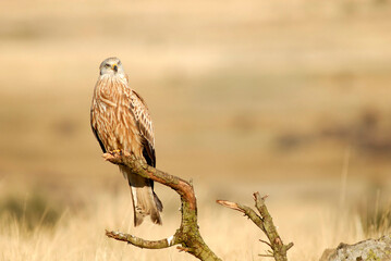 kites in the mountains of Avila. Avila.Spain