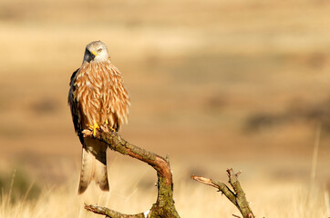 kites in the mountains of Avila. Avila.Spain