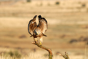 kites in the mountains of Avila. Avila.Spain