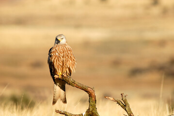 kites in the mountains of Avila. Avila.Spain