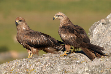 kites in the mountains of Avila. Avila.Spain