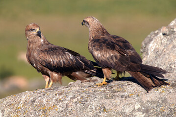kites in the mountains of Avila. Avila.Spain