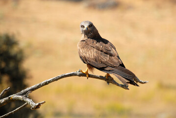 kites in the mountains of Avila. Avila.Spain