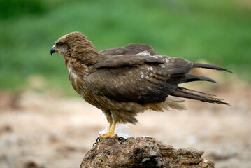kites in the mountains of Avila. Avila.Spain