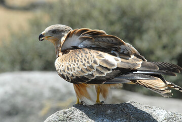 kites in the mountains of Avila. Avila.Spain