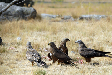 kites in the mountains of Avila. Avila.Spain