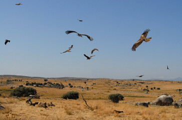 Naklejka premium kites in the mountains of Avila. Avila.Spain