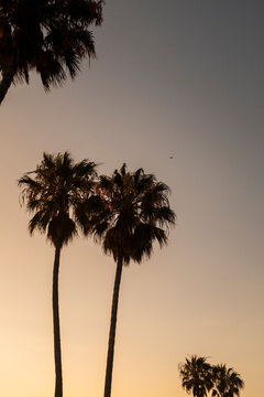 LA Travel