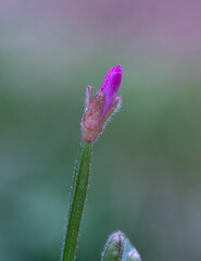 Bl&uuml;te, Blume, zart, sch&ouml;n Makro, lila, blau, bl&uuml;hen, 
