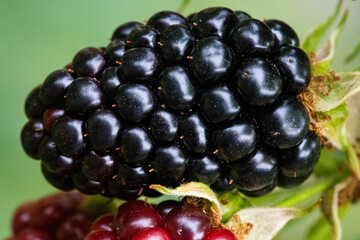 Brombeere, Obst, BIO, gesund, lecker, süß, Frucht, Makro, Garten, Wiese, Feld