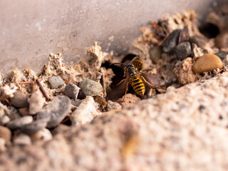 Close-up flying wasp. Wasps approaching their nest. The entrance is between stones. Insects in nature. 