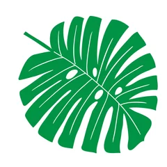 Rollo Monstera Tropical leaf vector illustration on white background