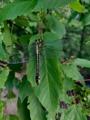 dragonfly on a branch