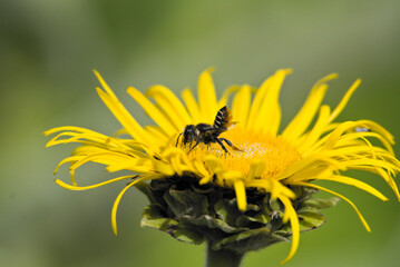 Megachile centuncularis on elecampane with bottom up