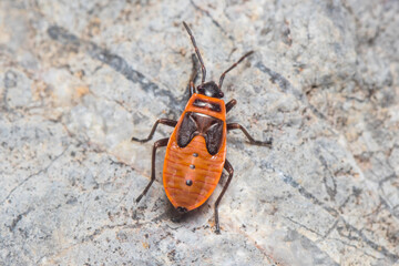 Nymph of Pyrrhocoris apterus walking on a rock on a sunny day