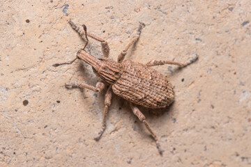 Rhytideres plicatus weevil posed on concrete wall under the sun