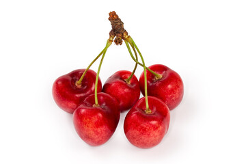 Bunch of red sweet cherries on twig on white background