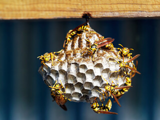 アシナガバチの巣作り
