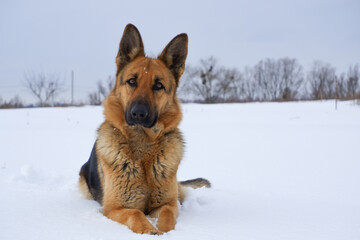 German Shepherd dog lying in the snow. German Shepherd Dog in winter. Dog performs the commands of the owner.