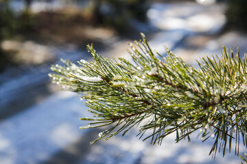 snow covered pine needles