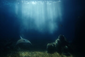 friendly stingray is swimming under water in the sea. Underwater observatory © Artem Onoprienko