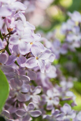 lilac flowers in the spring garden