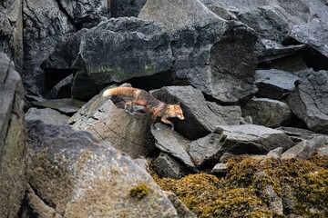 Ein fliehender Fuchs  - Fotografiert in der Wildnis  Alaskas