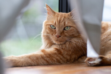 窓辺でくつろぐ猫　茶トラ猫