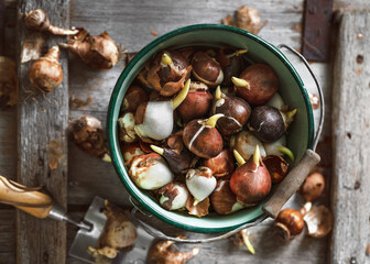 Top view of a full enamel bucket with spring flowers tulip varieties bulbs ready for planting. Gardening concept. Rustic style.
