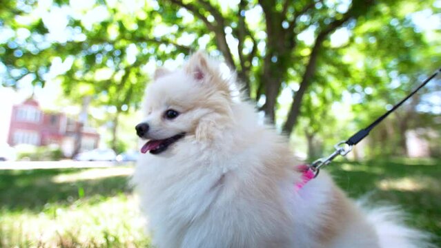Close portrait of cute pomeranian dog looking somewhere and breathing heavely with tongue poked out. Adorable fluffy pomeranian dog in summer day in a park